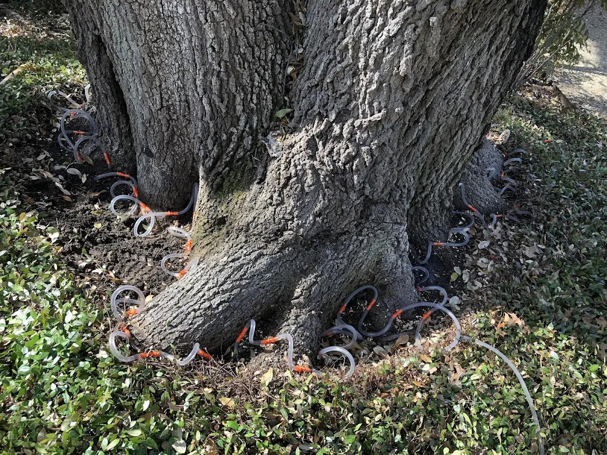 Detailed Tree Cabling and Bracing job site in Altus Afb