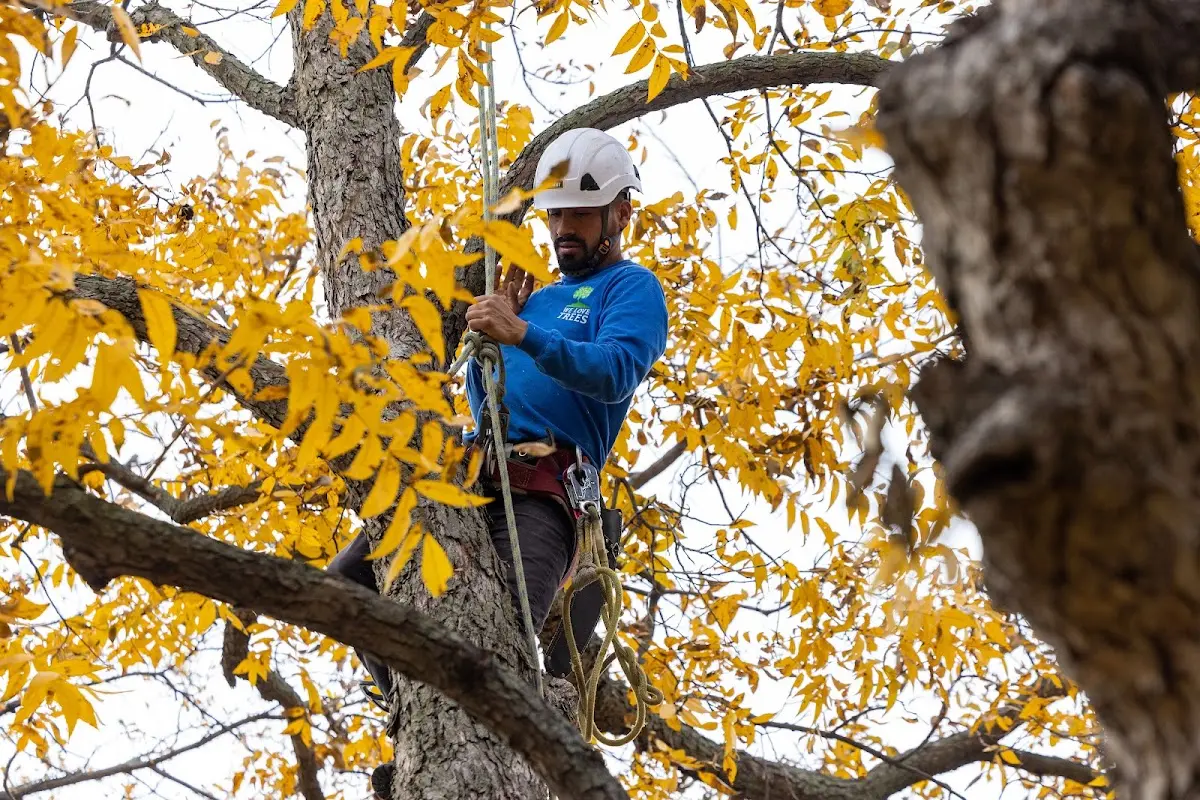 Skilled Storm Damage Cleanup crew working in Altus Afb