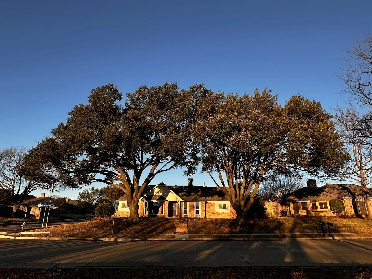 Established residential canopy tree shading a home in Altus Afb